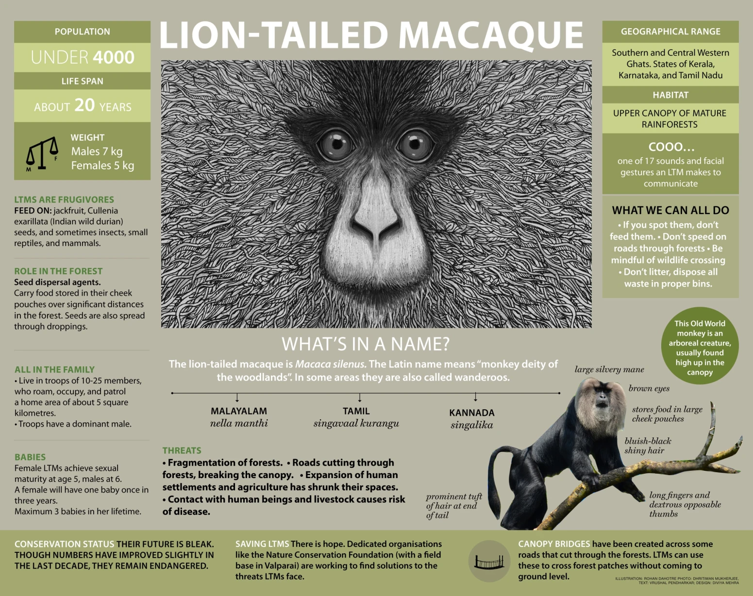 Lion-Tailed Macaque